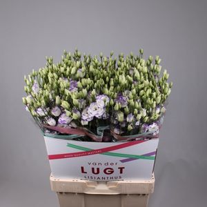 LISIANTHUS EXCAL BLUE PICOT 72